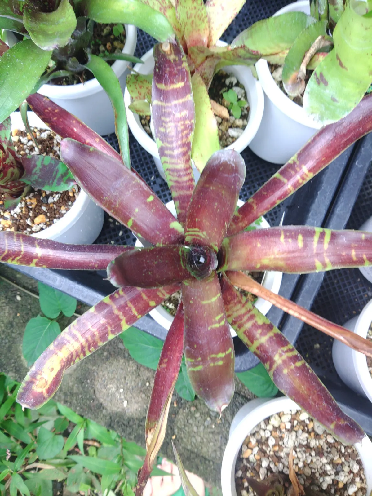 ネオレゲリア　フラッシュポイント