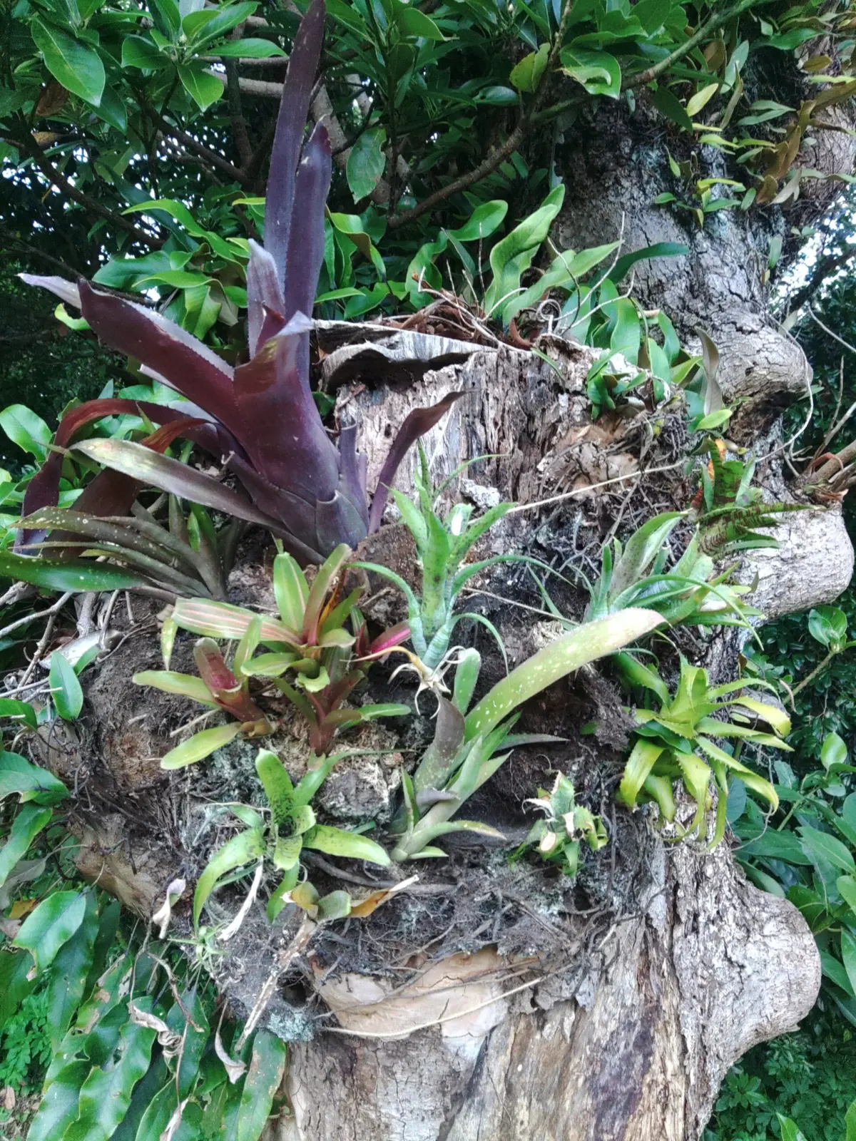 タンクブロメリア　庭木に着生チャレンジ　３