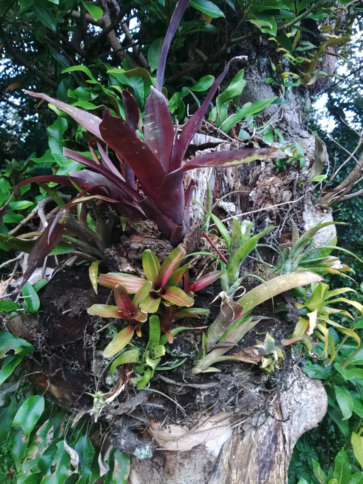 タンクブロメリア　庭木に着生チャレンジ　４