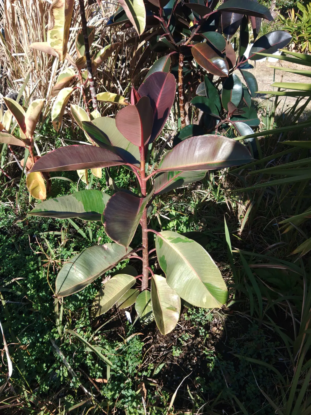 フィカス ブルールビー