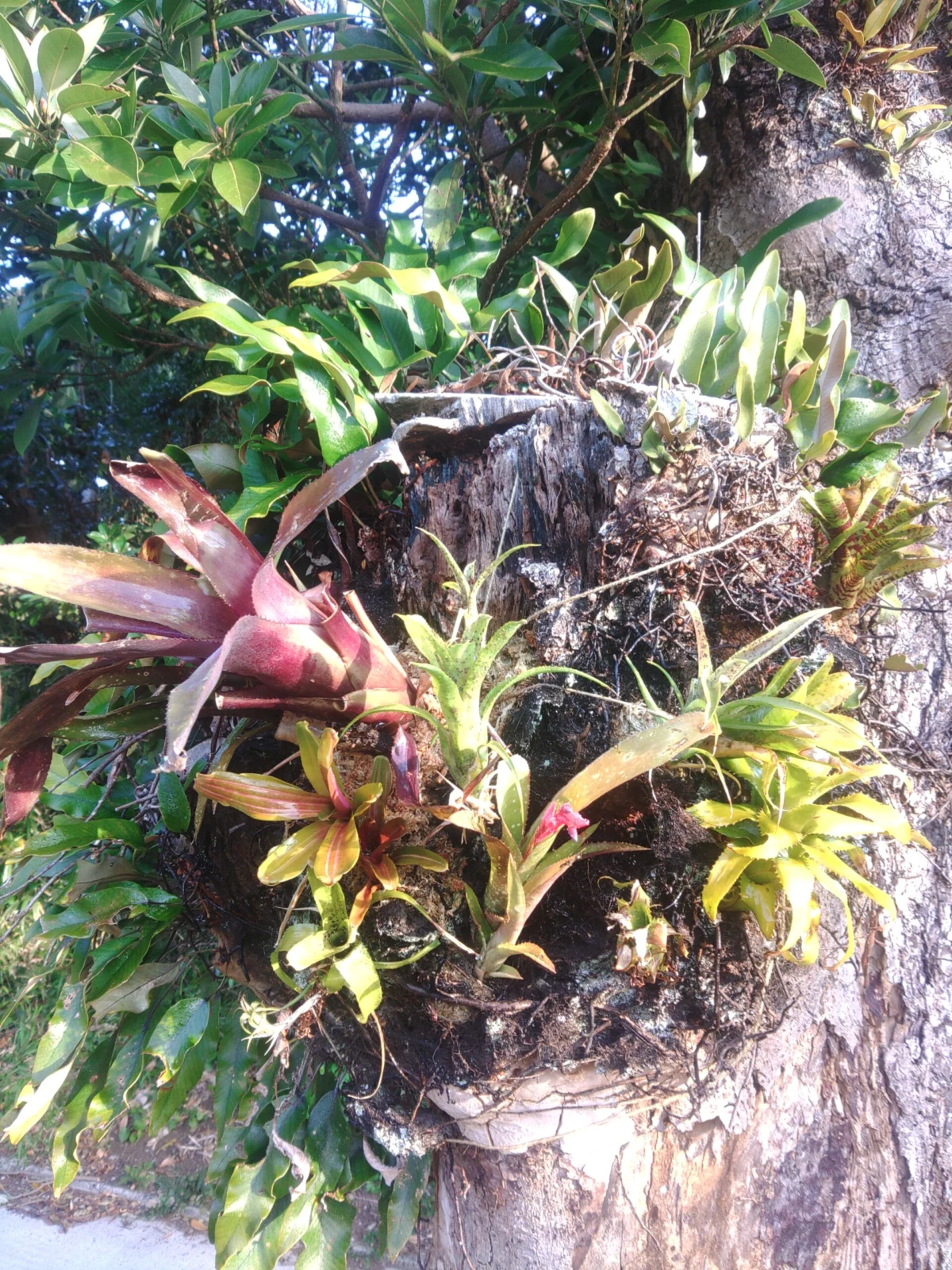 タンクブロメリア　庭木に着生チャレンジ　５