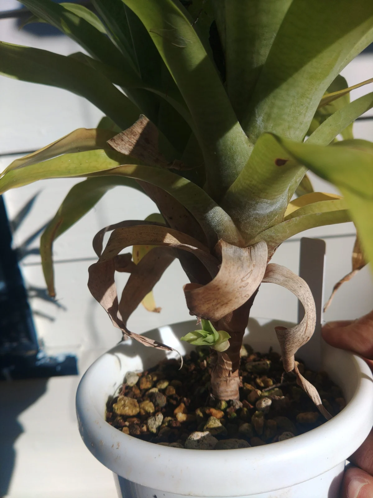 ゴウダエア オスピナエ 子株