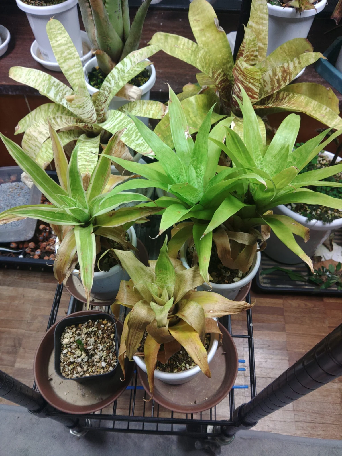 ゴウダエア　オスピナエ