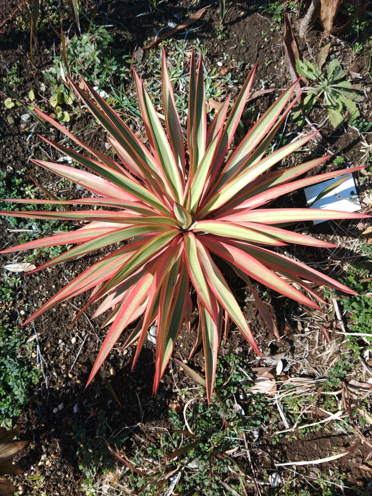 ユッカ グロリオサ バリエゲイテッド ブライトスター