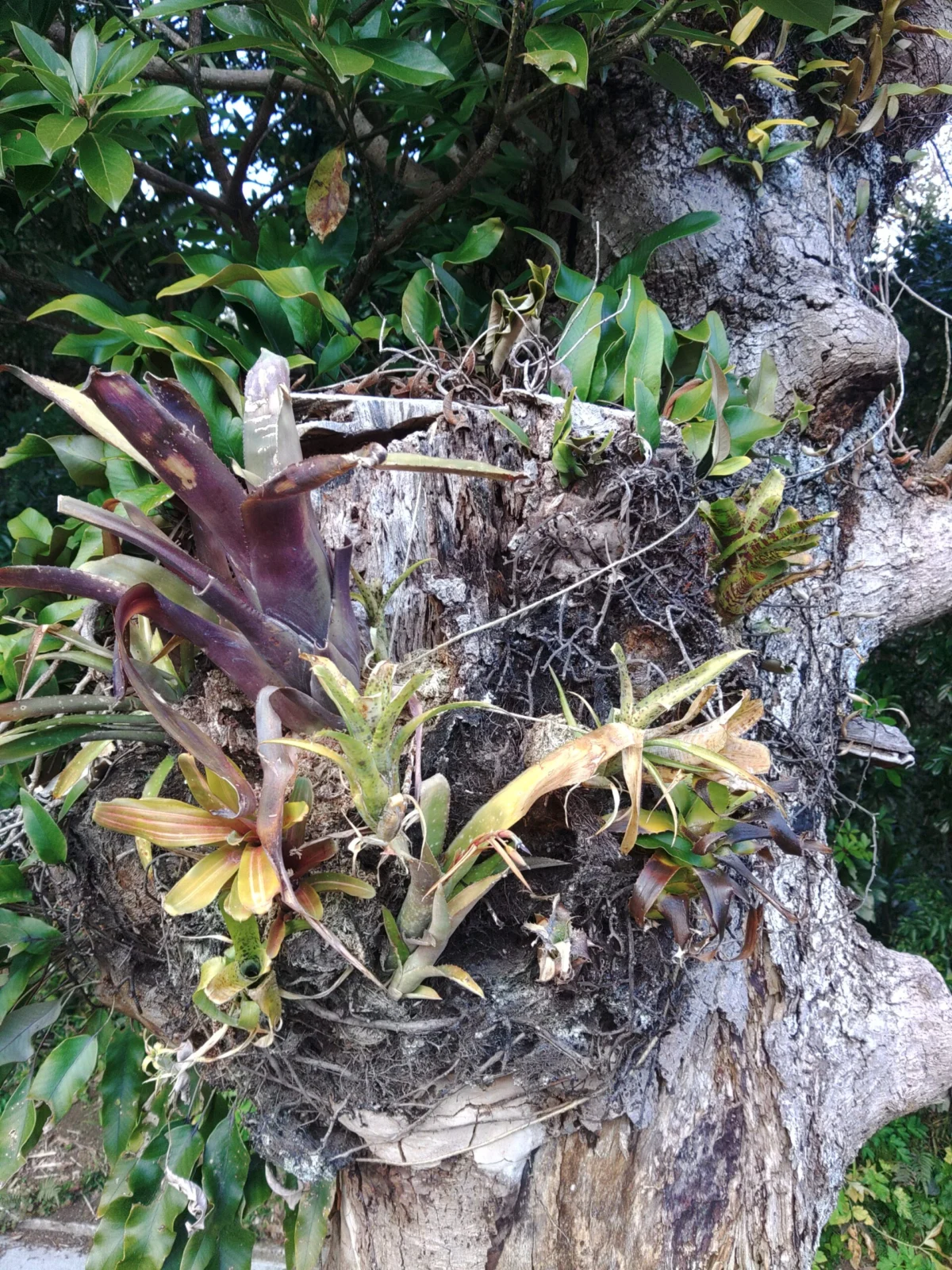 タンクブロメリア　庭木に着生チャレンジ　６