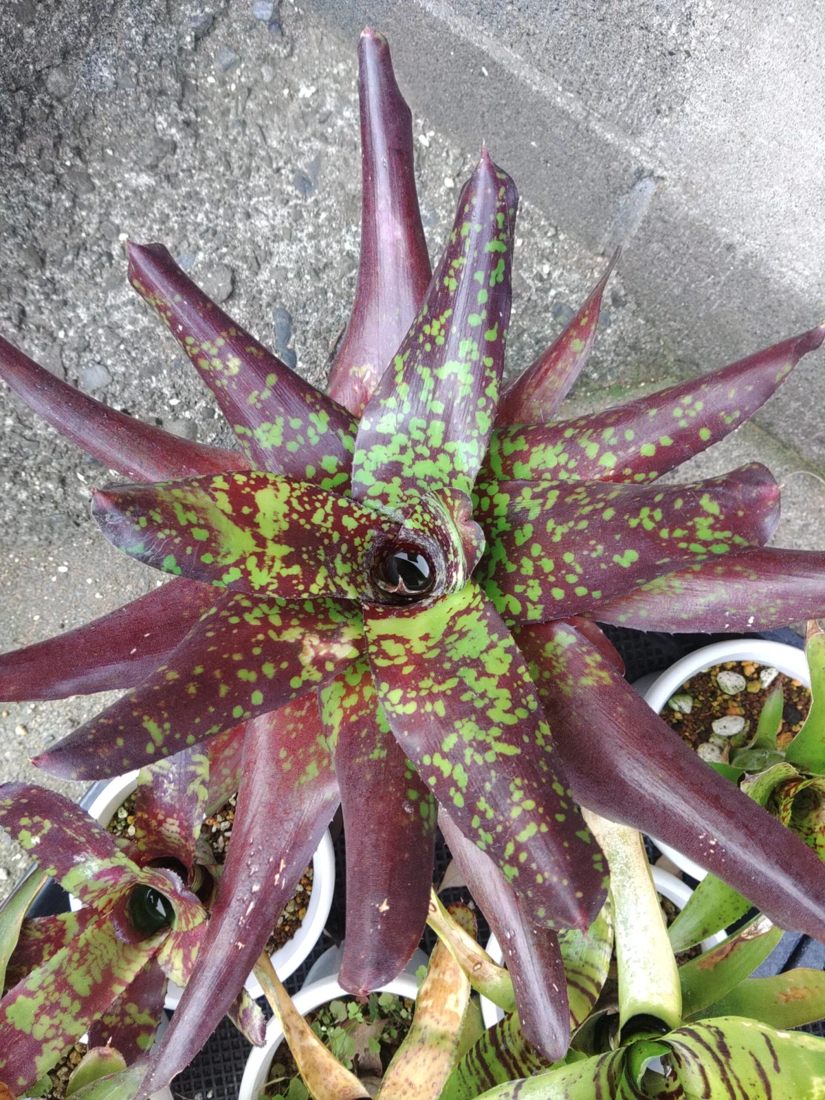 ネオレゲリア　ルビーパゴダ