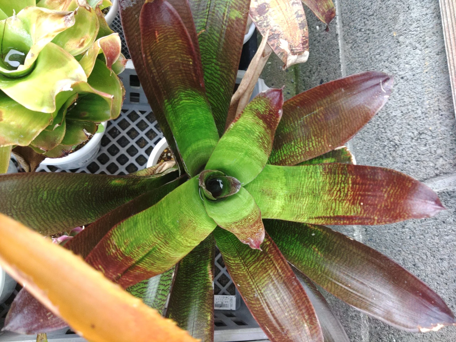 フリーセア　コナコーヒー