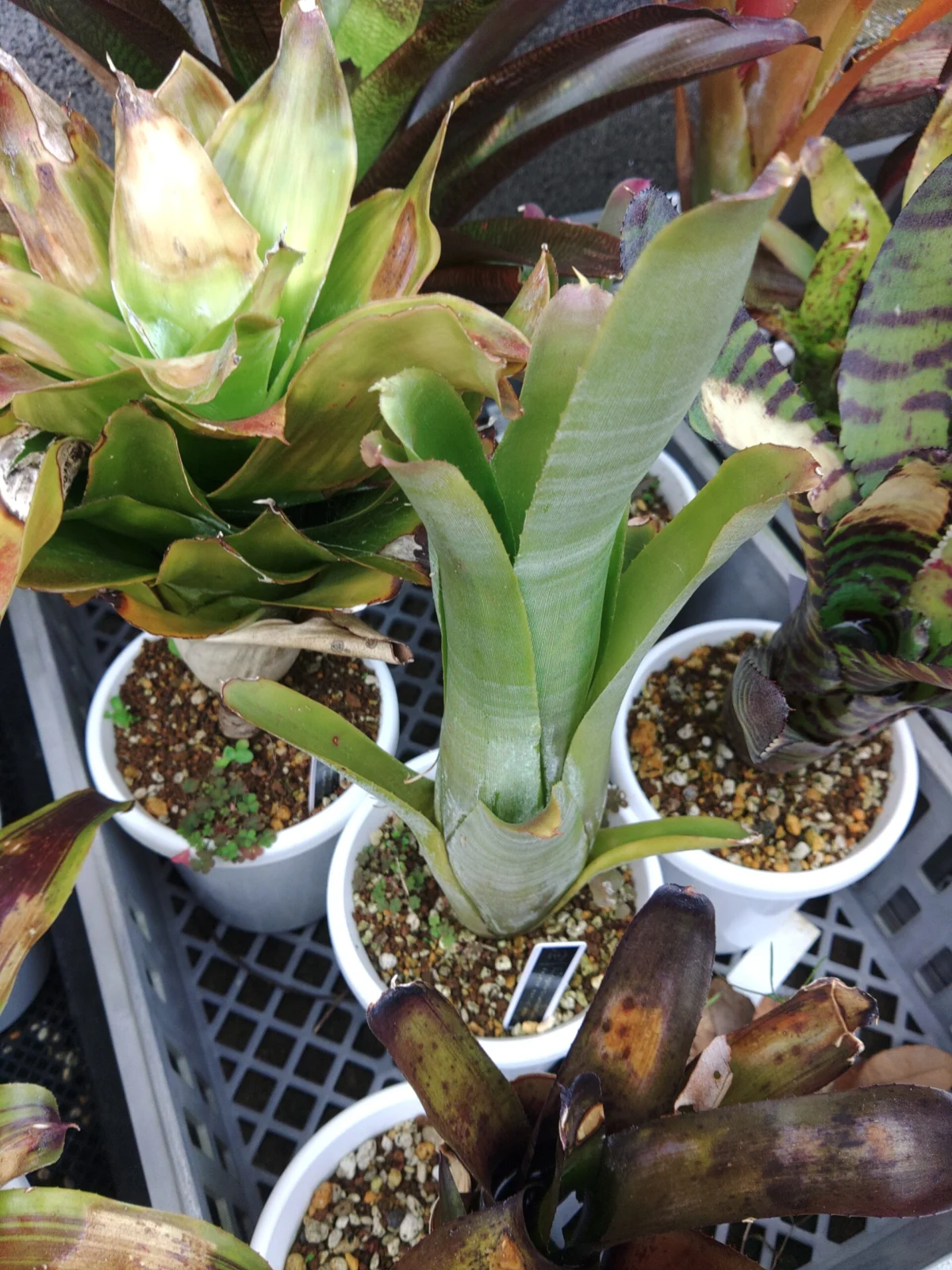 ネオレゲリア　クルエンタ　ルブラ