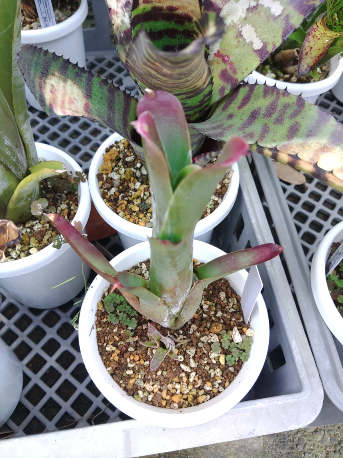 ネオレゲリア　バヒアナ