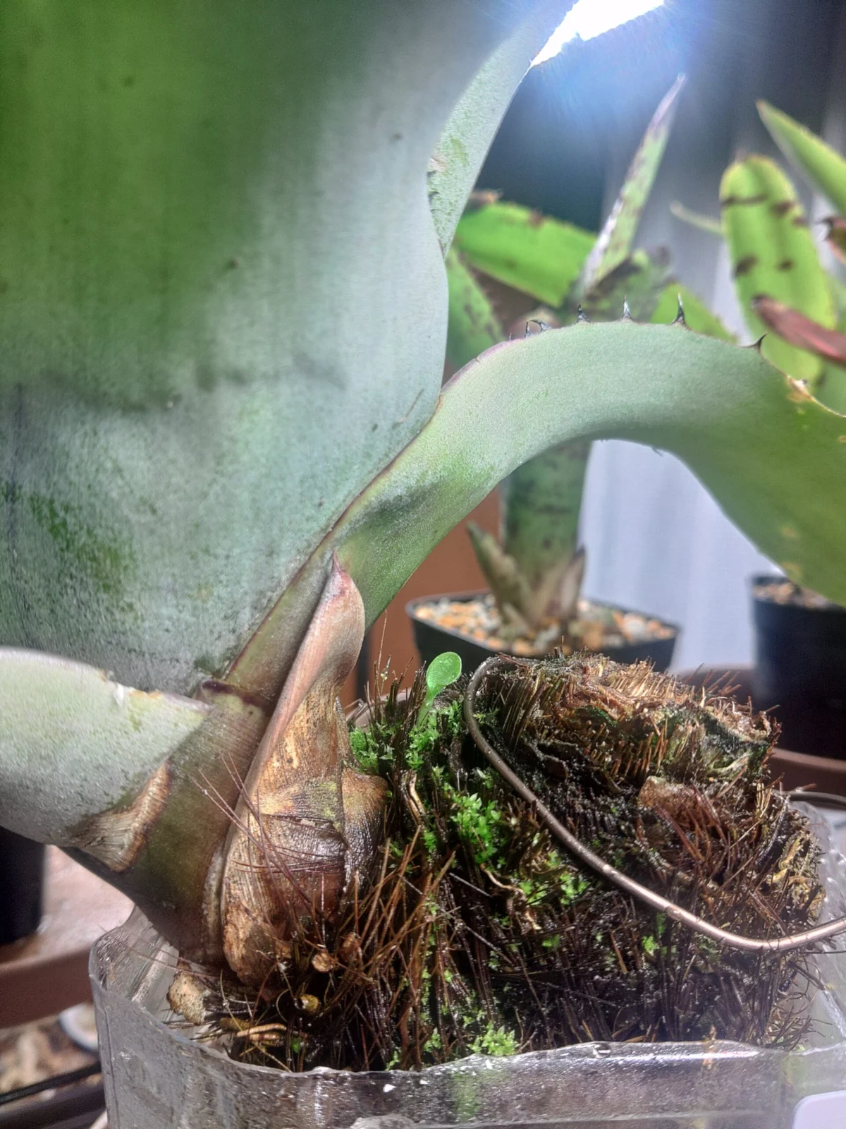 ネオレゲリア　カルカロドン　シルバー