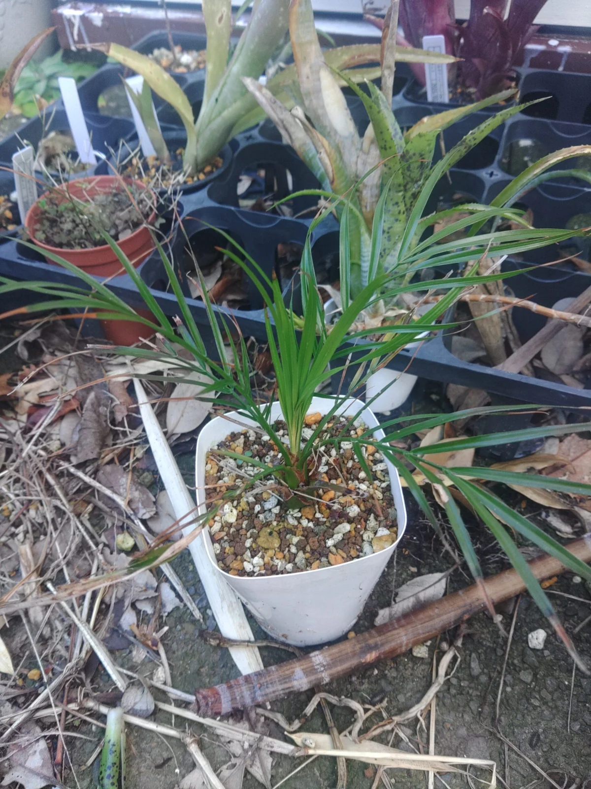 フェニックス ロベレニー 実生