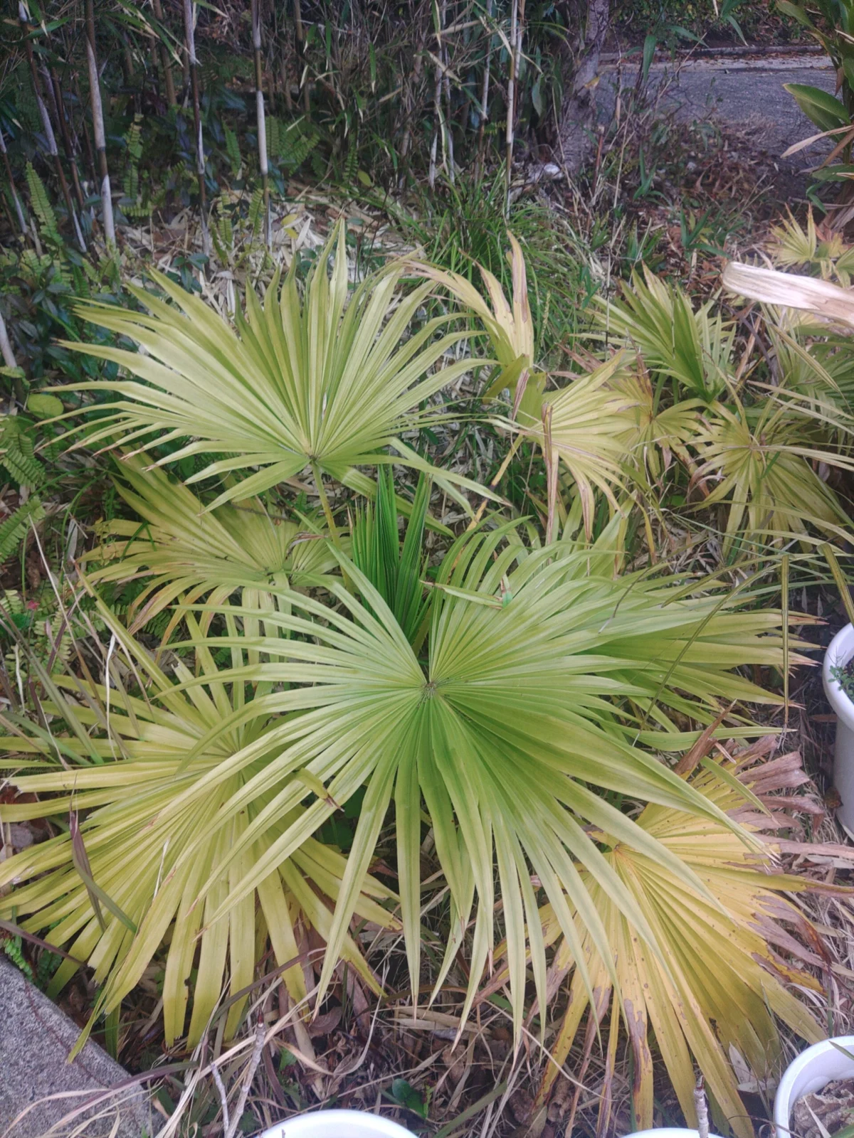 ビロウ ヤシ 実生