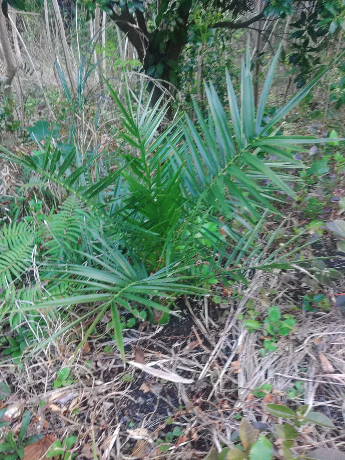 カナリー ヤシ 実生