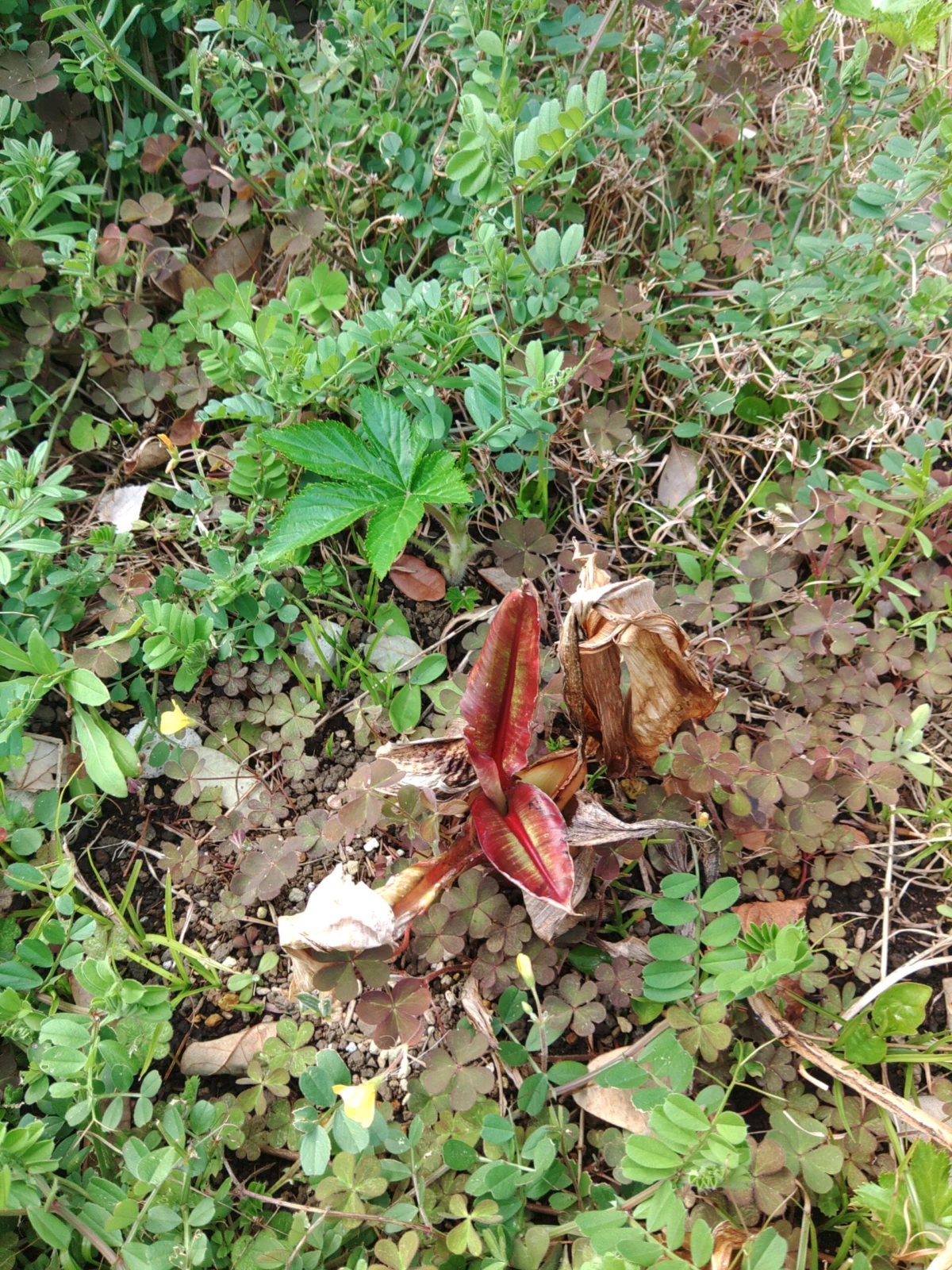 エンセテ　マウレリー　バショウ　バナナ　６