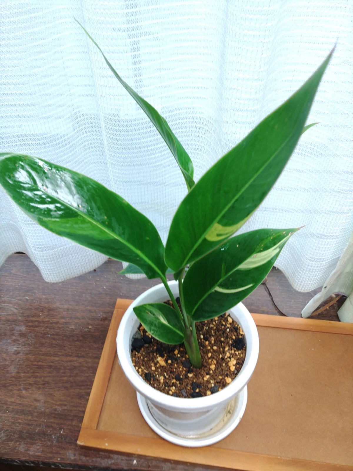 ヘリコニア　プシッタコルム　斑入