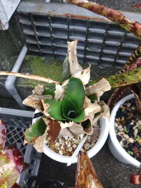 ホヘンベルギア サンドラズマウンテン 越冬
