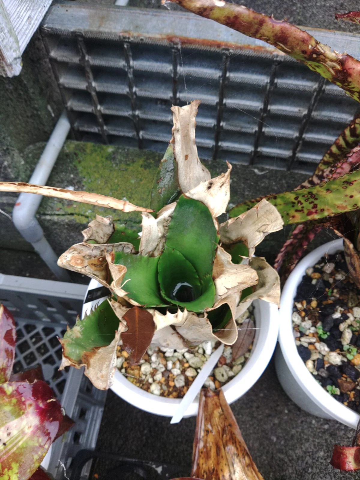 ホヘンベルギア　サンドラズマウンテン　越冬