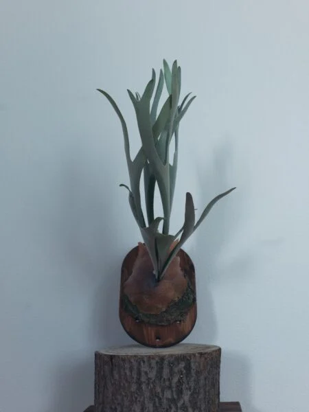 ビカクシダ　ハルサメ