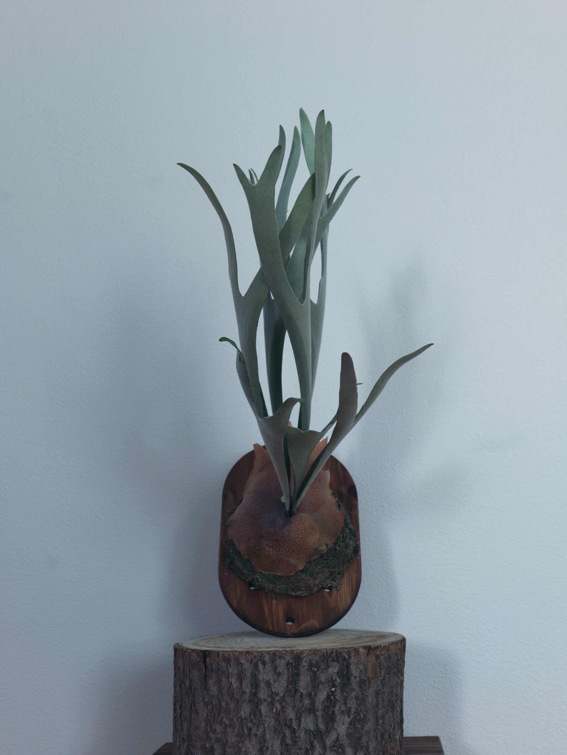 ビカクシダ　ハルサメ