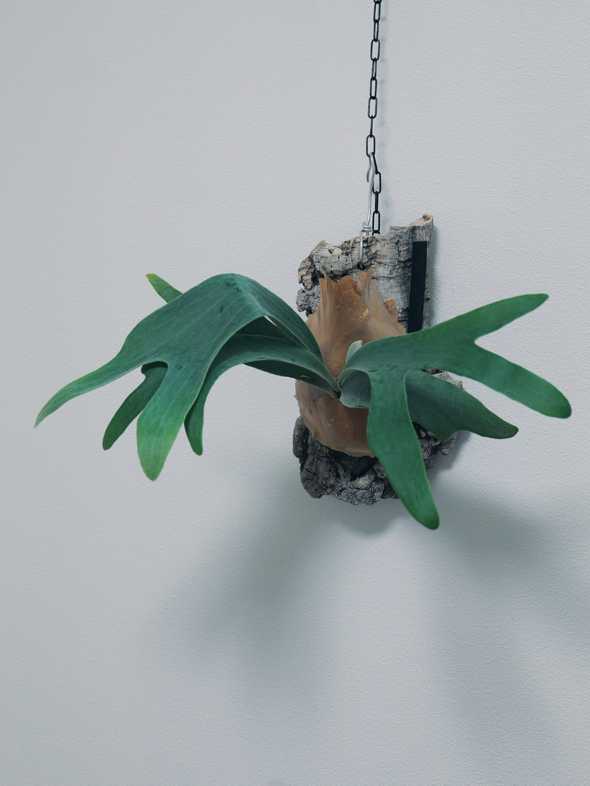 ビカクシダ　ディバーシフォリウム✕ウィリンキーくるくる