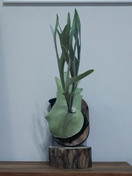 ビカクシダ　ハルサメ