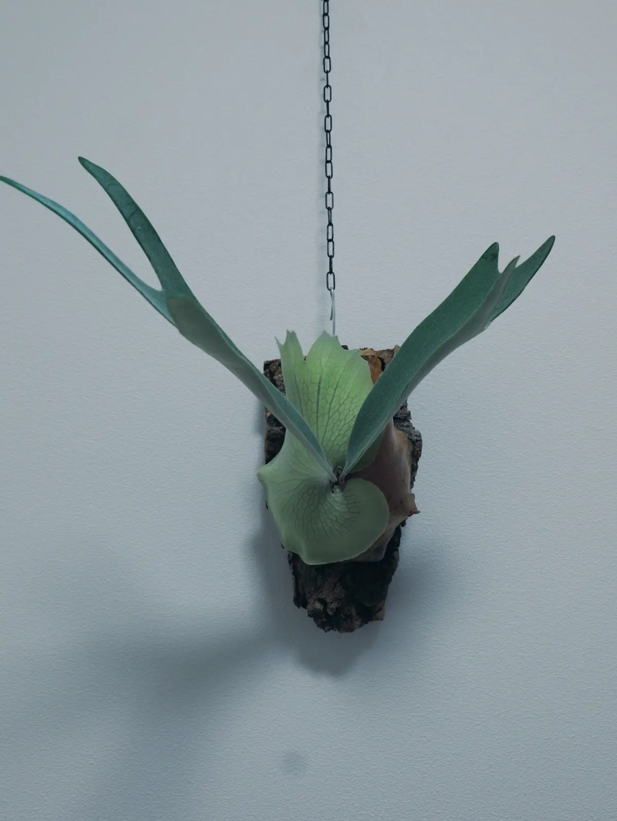 ビカクシダ　ピューチャン