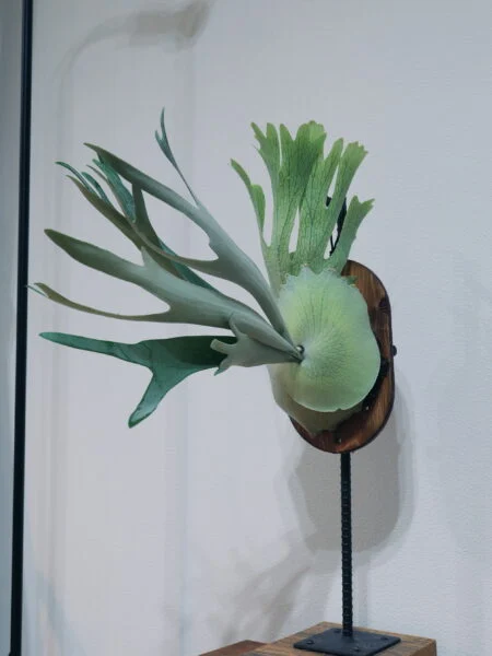 ビカクシダ ハルサメ
