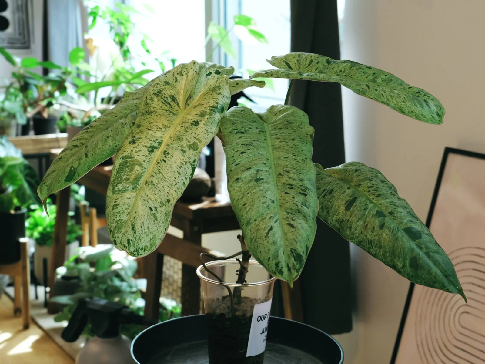 フィロデンドロン　パライソベルデ