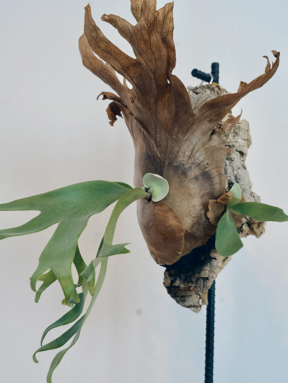 ビカクシダ ウィリンキー リトルエルフ