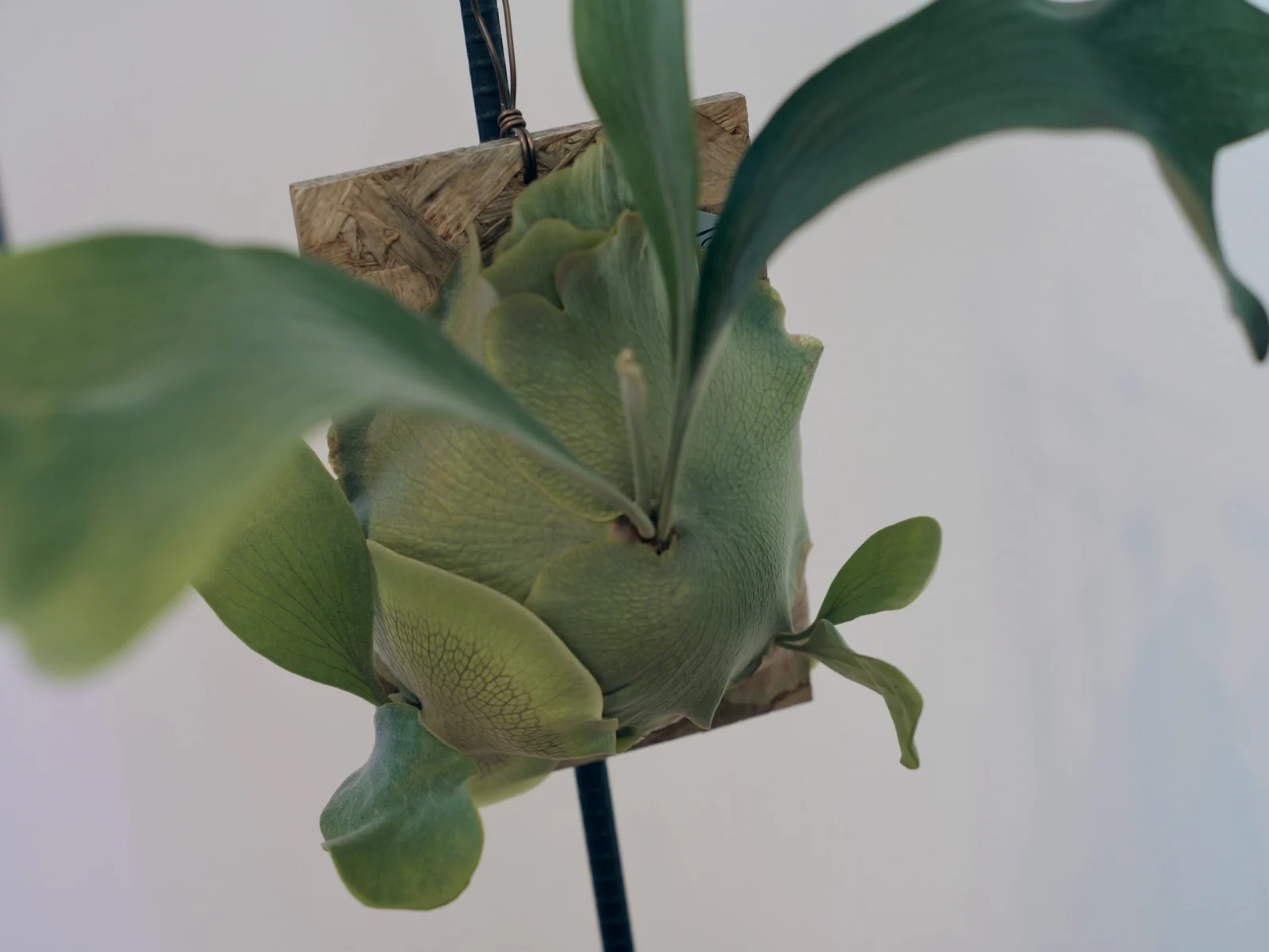 ビカクシダ　ライジン