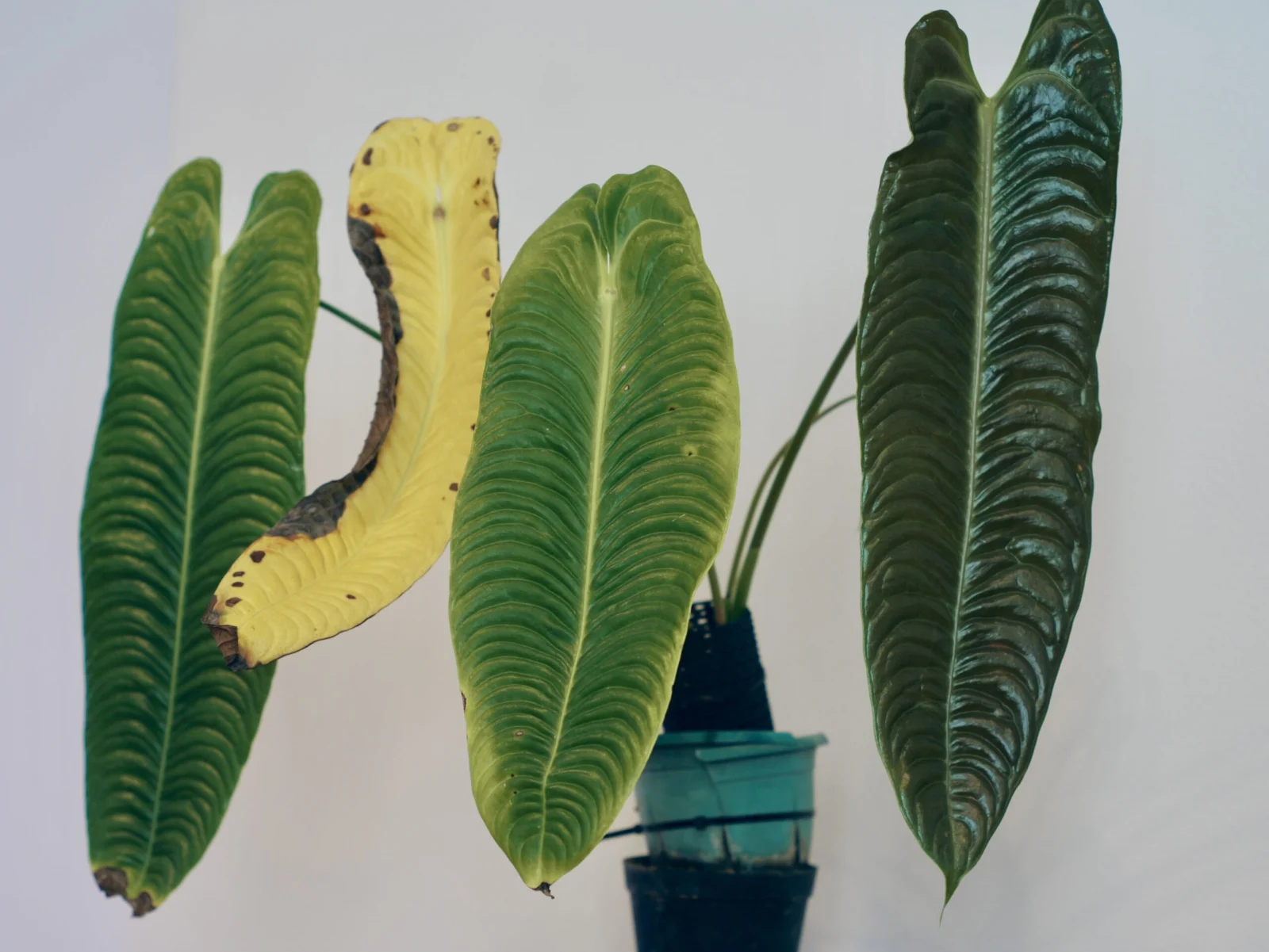 アンスリウム　ベイチー