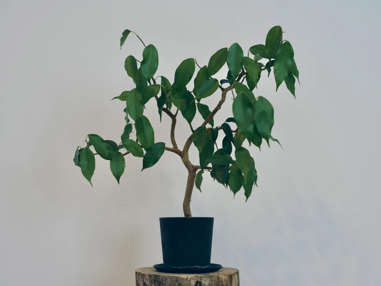 フィカス　ウィアンディ