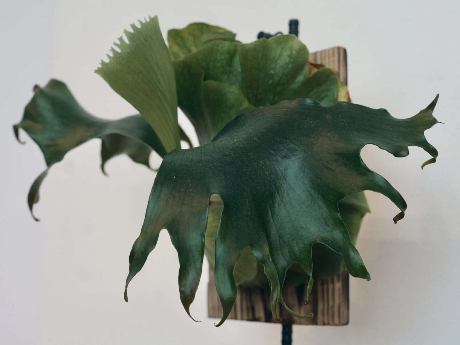 ビカクシダ　フラメンコ