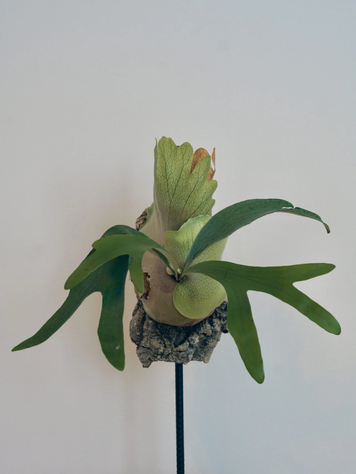 ビカクシダ　ディバーシフォリウム✕ウィリンキーくるくる