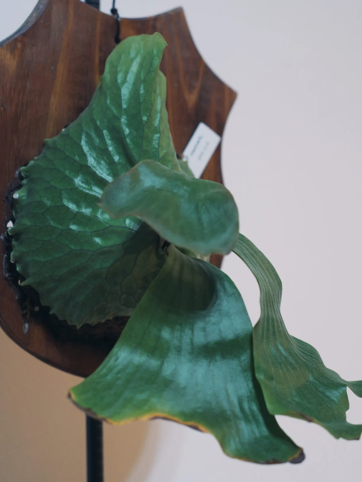 ビカクシダ　エラワン