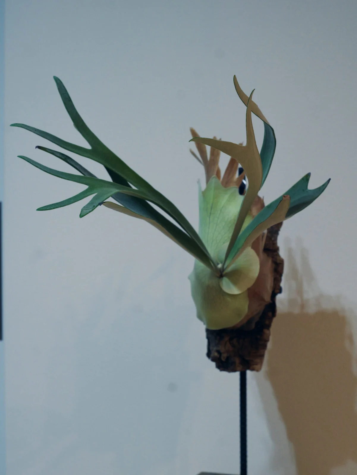 ビカクシダ　ピューチャン