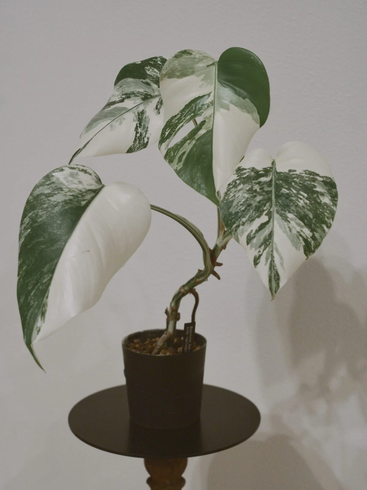 モンステラ – Plants Navi