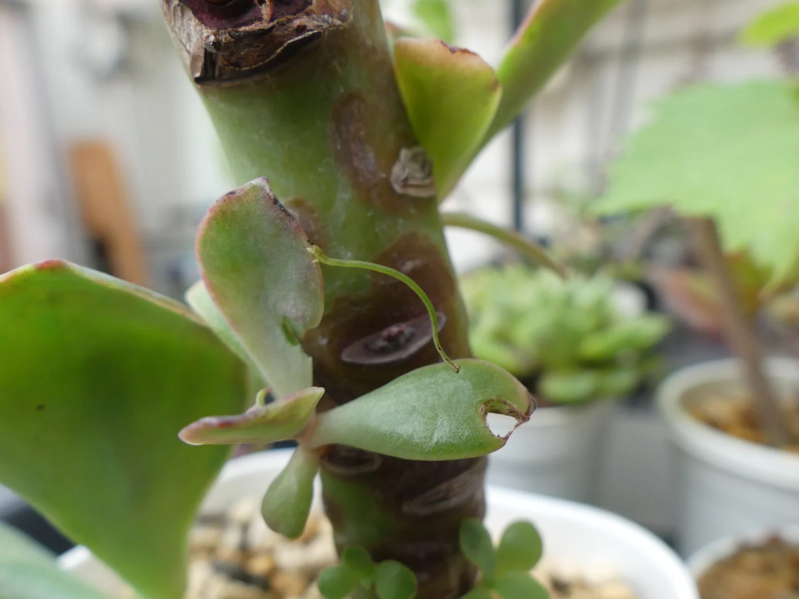 エケベリア 害虫 シャクトリムシ