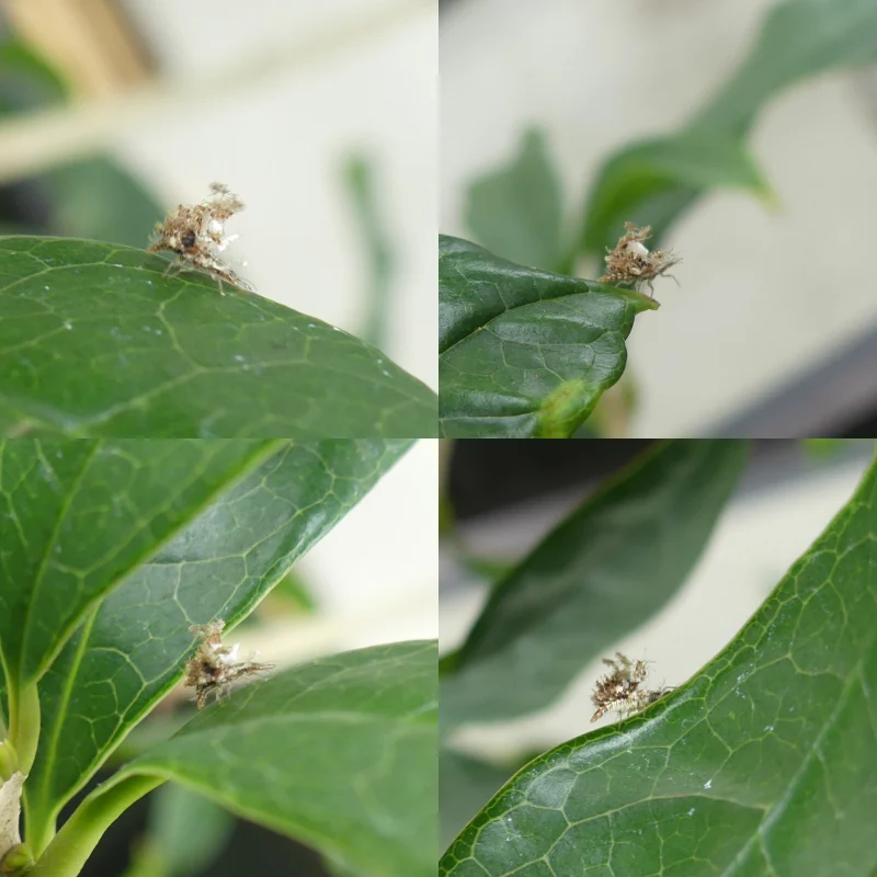 クサカゲロウ 幼虫 益虫