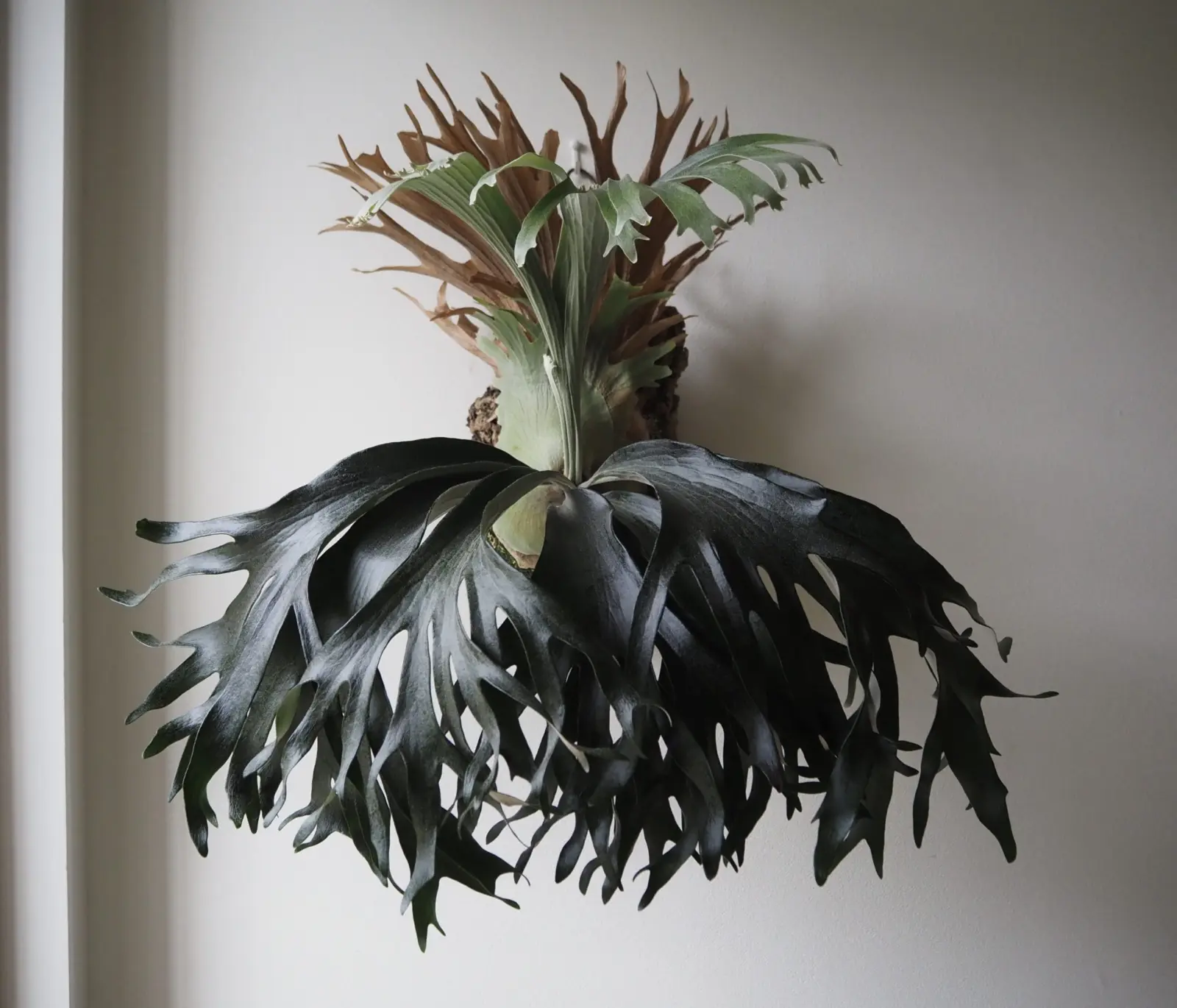 ビカクシダ / Dark Hedge Hog