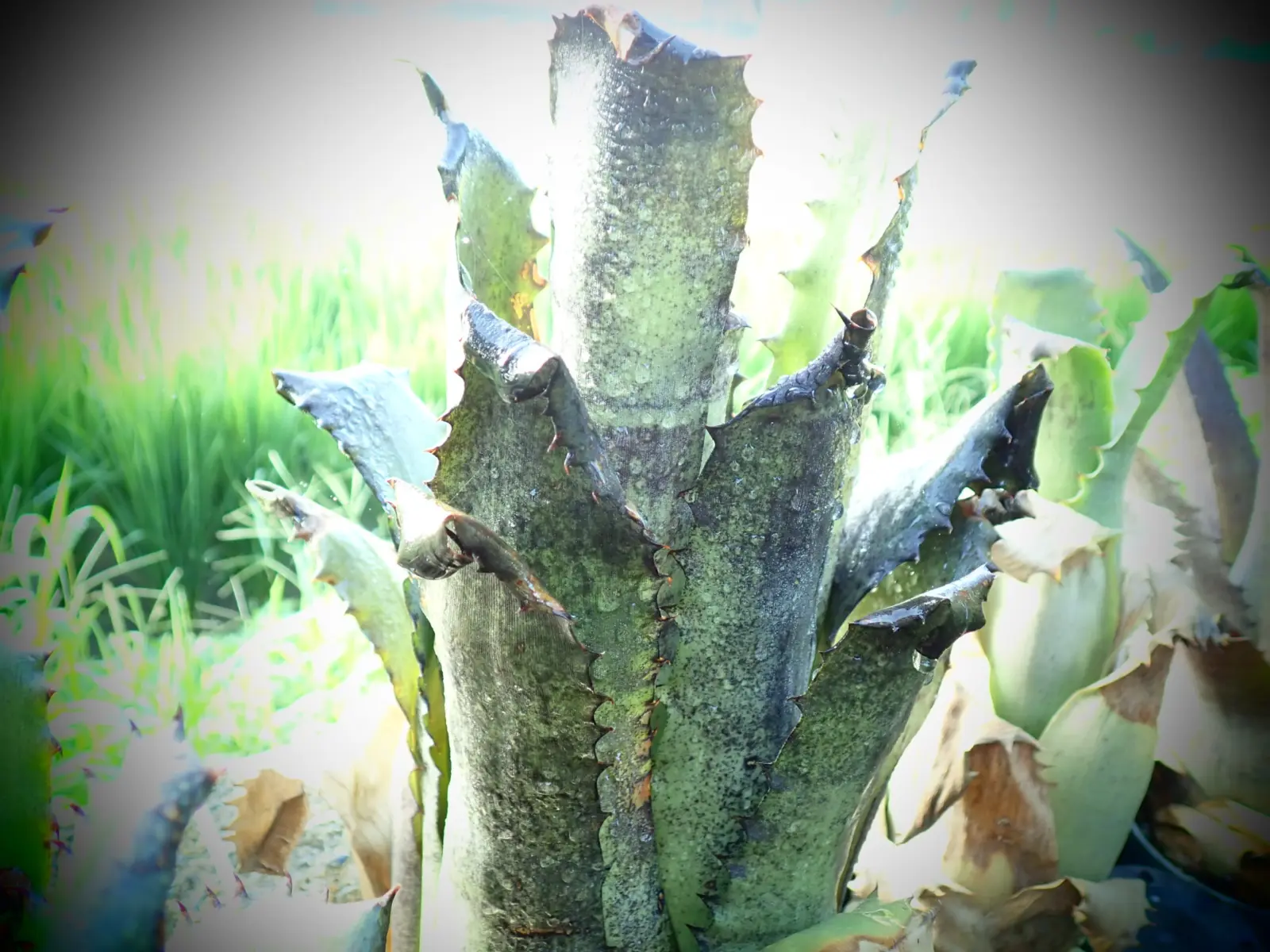 ホヘンベルギア　sp.ex G.Wrinkle#1