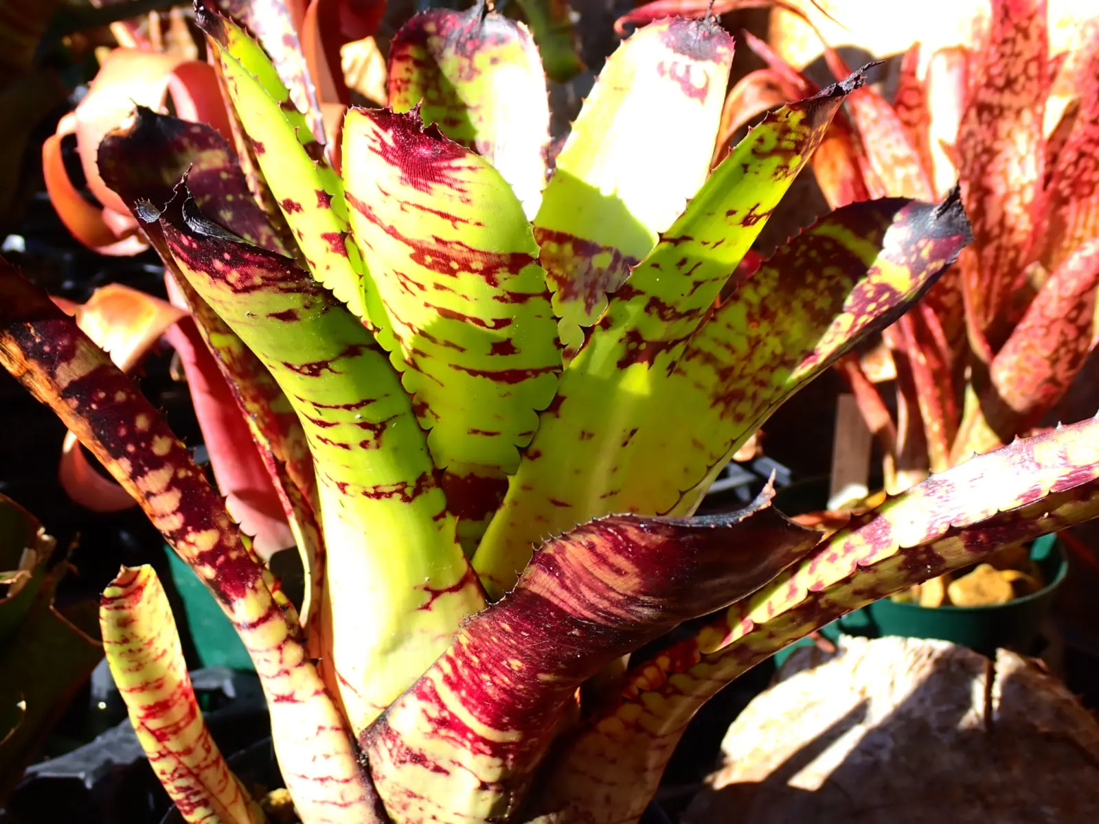 ネオレゲリア クリサリス