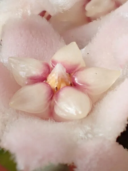 ホヤ　カルノーサ　コンパクタ　花