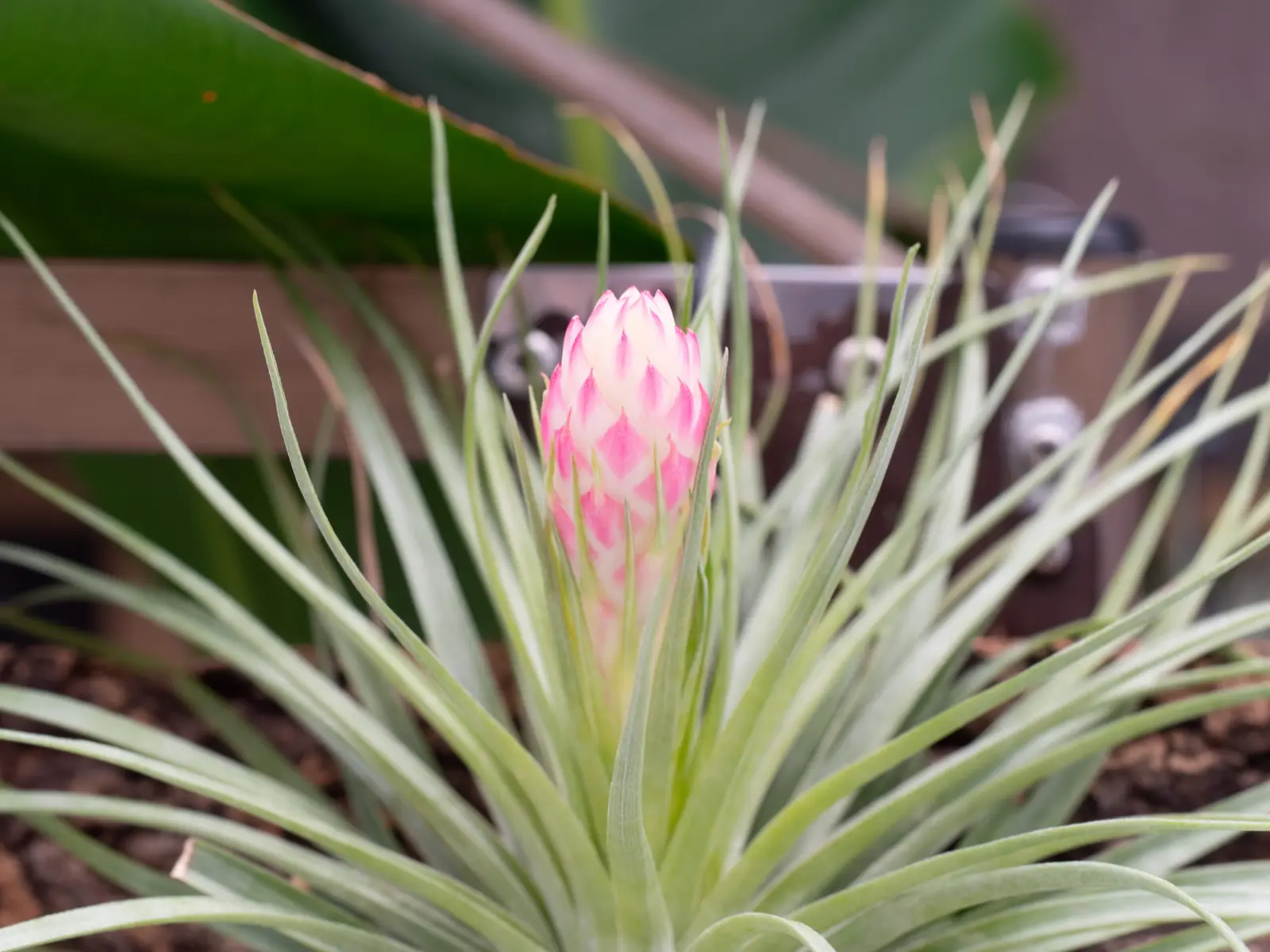チランジア　ストリクタ　花芽