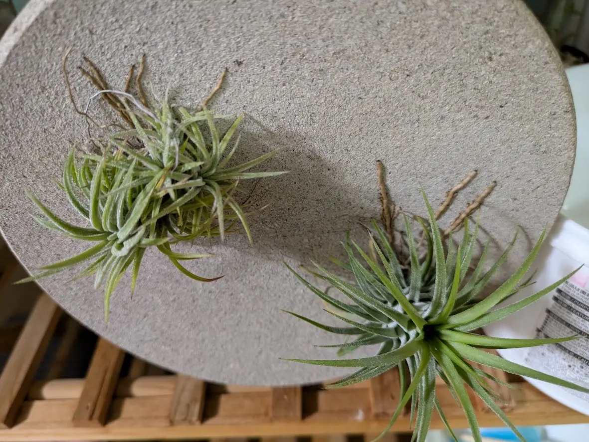 イオナンタ　札落ち