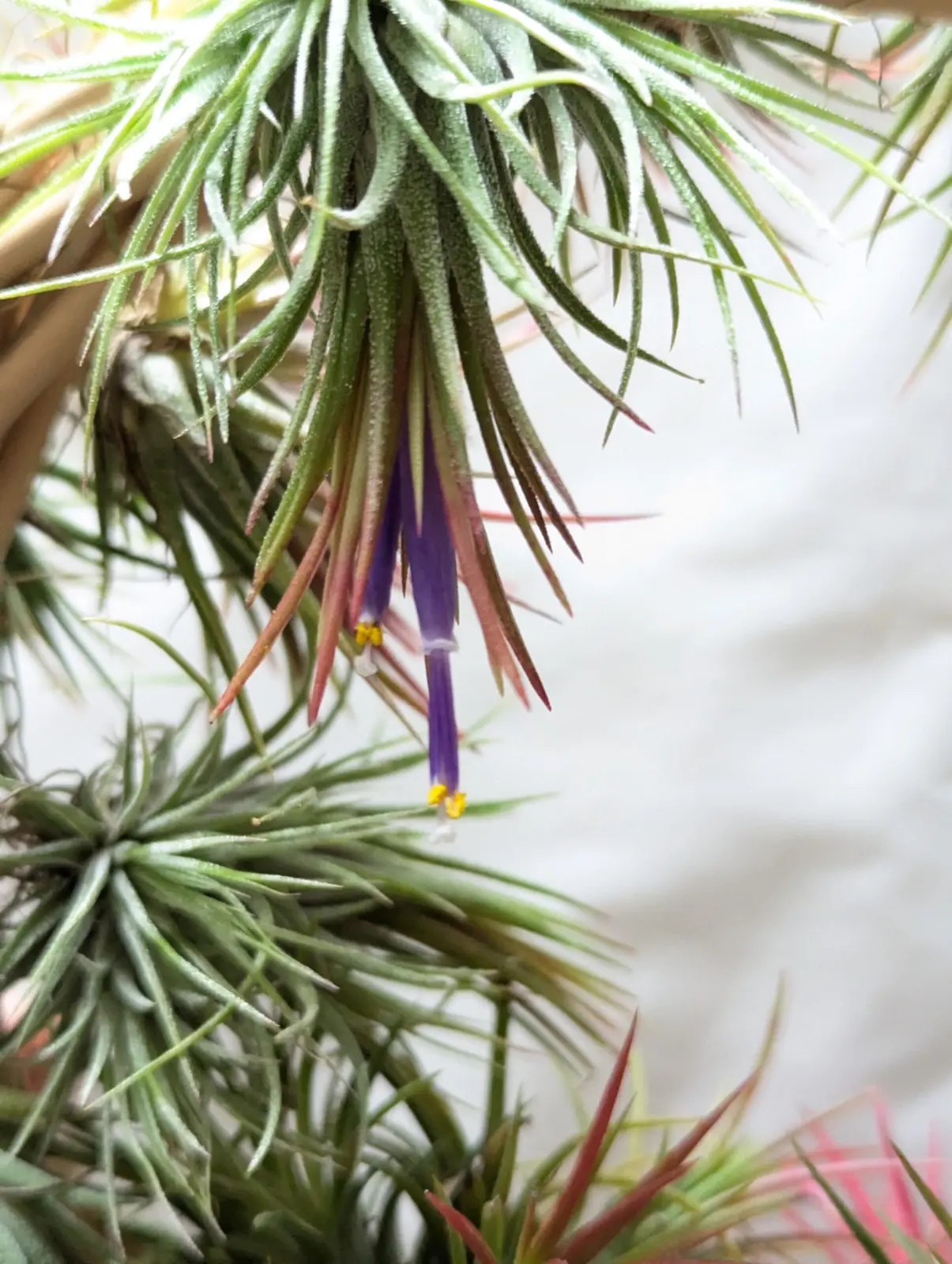 ティランジア　イオナンタ　フエゴ