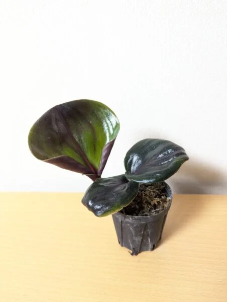 ゲオゲナンサス ミッドナイトパープル 新芽