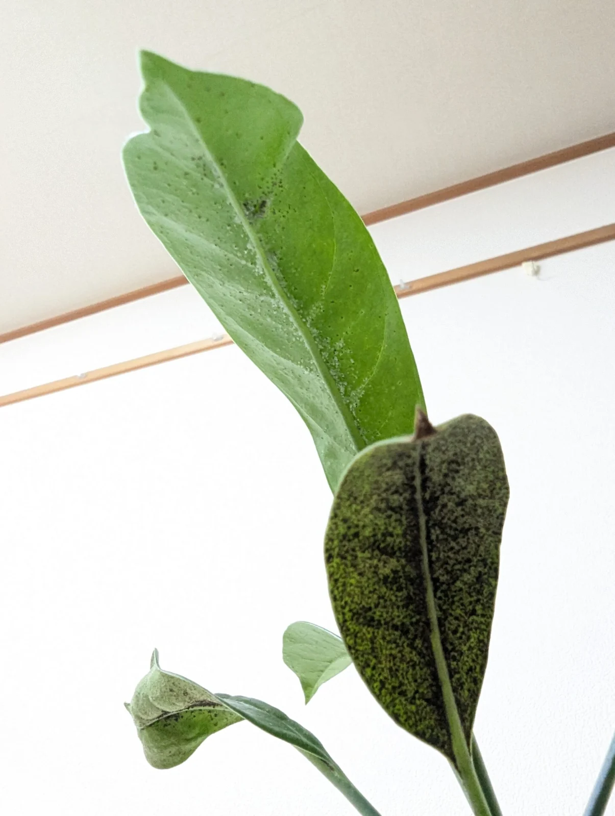 ミルメコディア ツベローサ 浮腫 初期症状