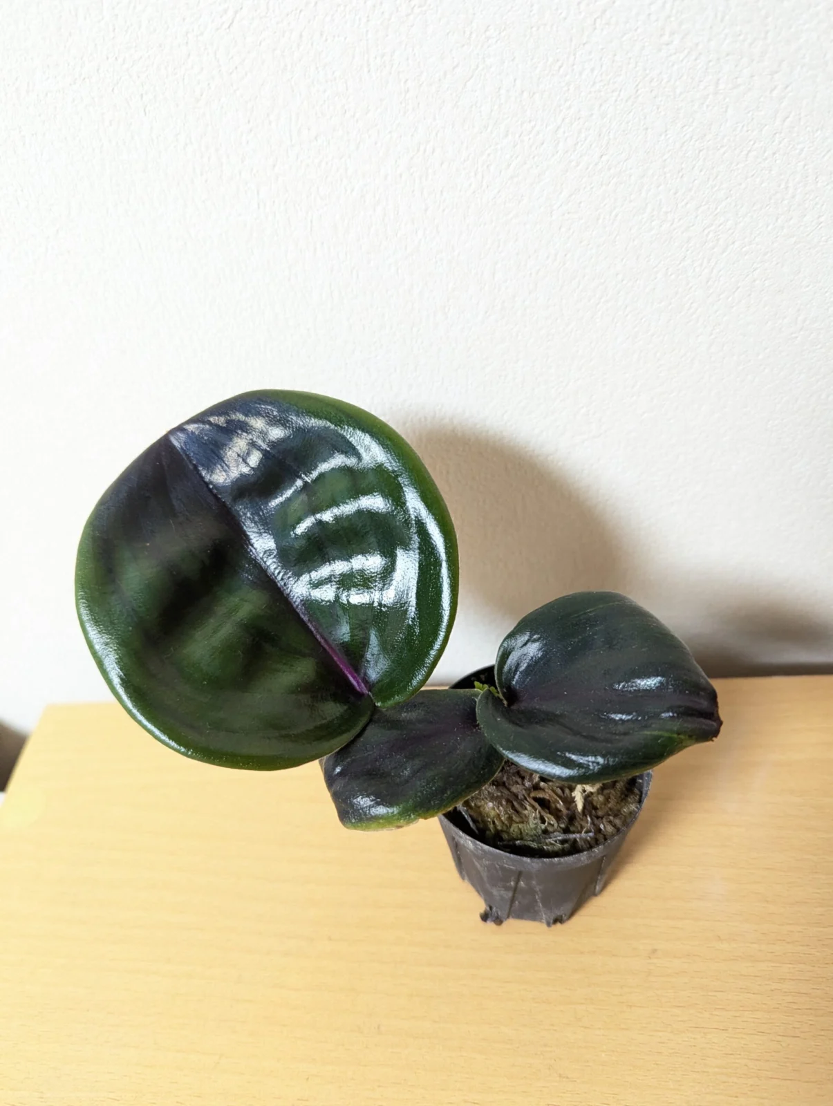 ゲオゲナンサス ミッドナイトパープル