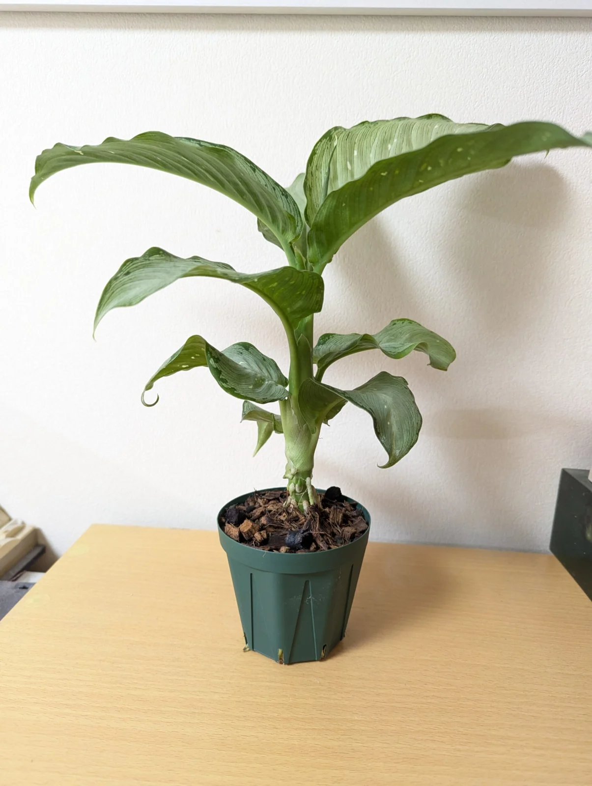 ディフェンバキア